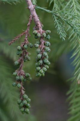 Taxodium distichum (Bald-cypress), cone, pollen
