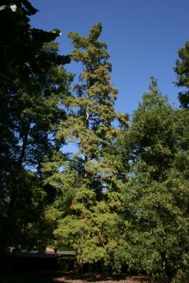 Taxodium distichum (Bald-cypress), habit, fall
