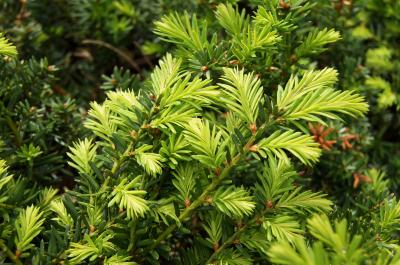 Taxus ×media 'Ershzam' (ERIE SHORES™ Anglo-Japanese Yew), leaf, new