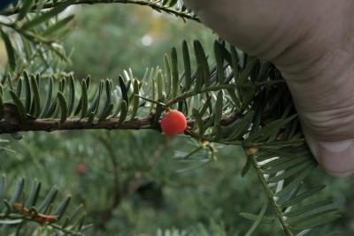 Taxus ×media 'Green Wave' (Green Wave Anglo-Japanese Yew), cone, mature
