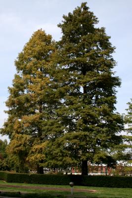 Taxodium distichum (Bald-cypress), habit, fall