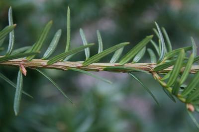 Taxus ×media 'Berg' (Berg Anglo-Japanese Yew), bark, twig