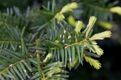 Taxus ×media 'Runyan' (Runyan Anglo-Japanese Yew), leaf, new