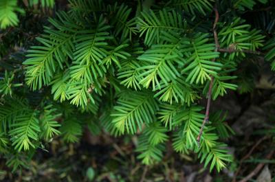 Taxus ×media 'Ershzam' (ERIE SHORES™ Anglo-Japanese Yew), leaf, spring