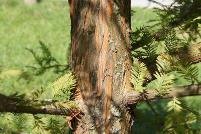 Taxodium distichum (Bald-cypress), bark, branch