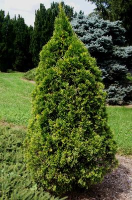 Thuja occidentalis 'Emerald Variegated' (Emerald Variegated Eastern Arborvitae), habit, summer