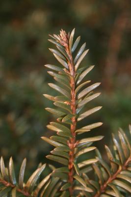 Taxus canadensis (Canada Yew), leaf, mature