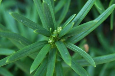 Taxus ×media 'Viridis' (Green-leaved Anglo-Japanese Yew), bud, vegetative