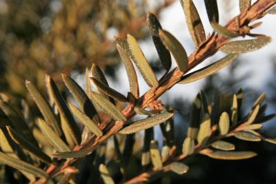 Taxus cuspidata (Japanese Yew), leaf, mature