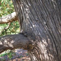 Thuja occidentalis (Eastern Arborvitae), bark, mature