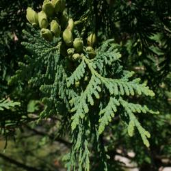 Thuja occidentalis (Eastern Arborvitae), cone, immature