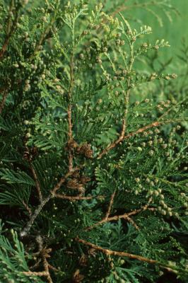 Thuja plicata (Giant Arborvitae), habit, spring