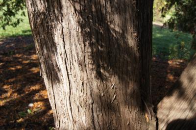 Thuja occidentalis (Eastern Arborvitae), bark, trunk