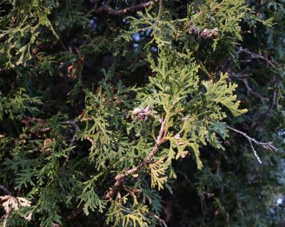 Thuja occidentalis (Eastern Arborvitae), cone, mature