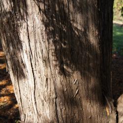 Thuja occidentalis (Eastern Arborvitae), bark, trunk
