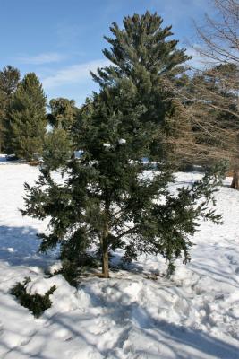 Tsuga diversifolia (Northern Japanese Hemlock), habit, winter