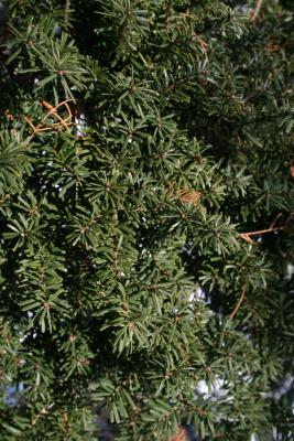 Tsuga diversifolia (Northern Japanese Hemlock), leaf, mature