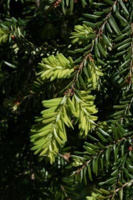 Tsuga canadensis (Eastern Hemlock), leaf, spring
