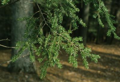 Tsuga canadensis (Eastern Hemlock), bark, twig