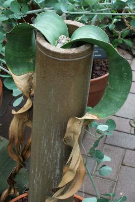 Welwitschia mirabilis (Welwitschia), habit, summer