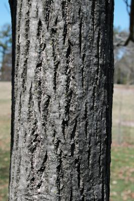 Juglans cinerea (Butternut), bark, trunk