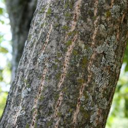 Juglans cinerea (Butternut), bark, branch