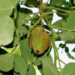 Juglans cinerea (Butternut), fruit, immature