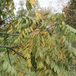 Juglans cinerea (Butternut), leaf, fall