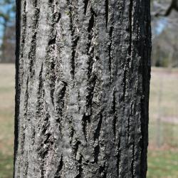 Juglans cinerea (Butternut), bark, trunk