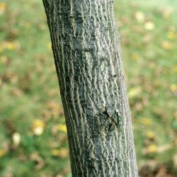 Juglans cinerea (Butternut), bark, branch