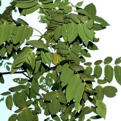 Juglans cinerea (Butternut), leaf, summer