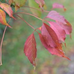Acer cissifolium (Ivy-leaved Maple), leaf, fall