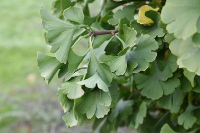 Ginkgo biloba 'Spring Grove' (Spring Grove Ginkgo), leaf, mature
