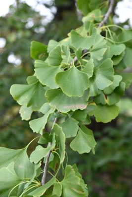 Ginkgo biloba (Ginkgo), leaf, mature