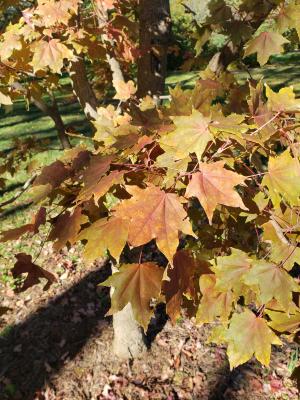 Acer mono (Painted Maple), leaf, fall