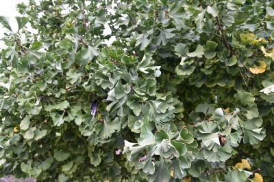 Ginkgo biloba 'Spring Grove' (Spring Grove Ginkgo), leaf, mature
