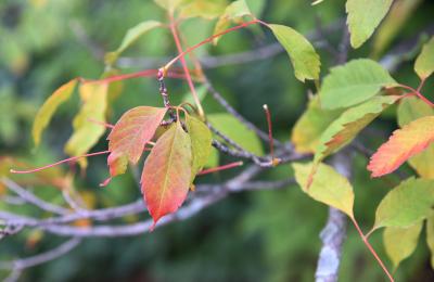 Acer cissifolium (Ivy-leaved Maple), leaf, fall