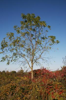 Juglans nigra (Black Walnut), habit, fall