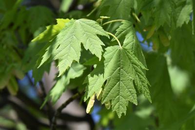 Acer ×freemanii 'Armstrong' (Armstrong Freeman's Maple), leaf, spring