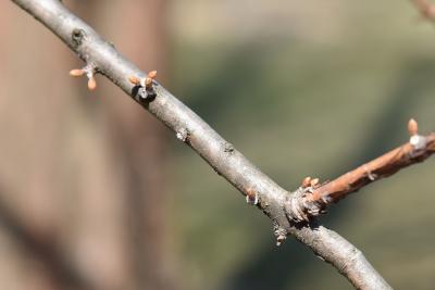 Metasequoia glyptostroboides (Dawn-redwood), bark, twig