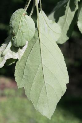 Malus coronaria var. dasycalyx (Wild Sweet Crabapple), leaf, lower surface