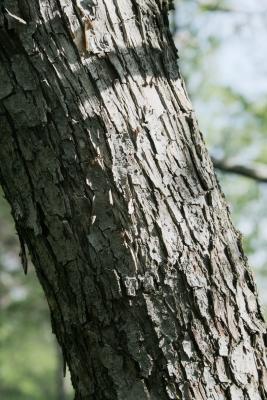 Malus coronaria var. dasycalyx (Wild Sweet Crabapple), bark, trunk