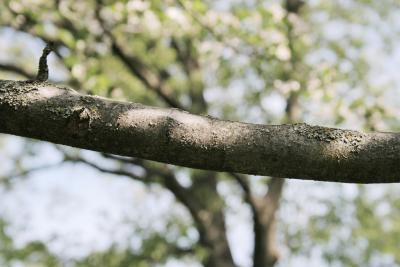 Malus coronaria var. dasycalyx (Wild Sweet Crabapple), bark, branch