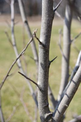 Magnolia ×soulangiana 'Barrington Belle' (Barrington Belle Saucer Magnolia), bark, branch