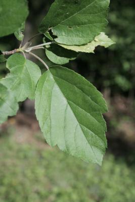 Malus coronaria var. dasycalyx (Wild Sweet Crabapple), leaf, summer