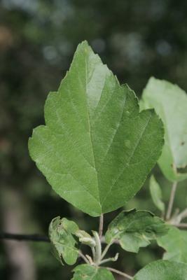 Malus coronaria var. dasycalyx (Wild Sweet Crabapple), leaf, upper surface