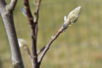 Magnolia 'Blushing Belle' (Blushing Belle Magnolia), bud, flower