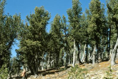 Pinus albicaulis (Whitebark Pine), habitat