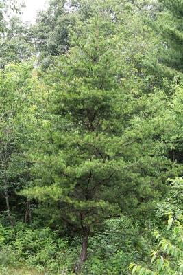 Pinus banksiana (Jack Pine), habit, spring