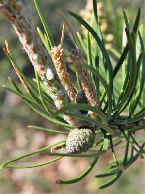 Pinus banksiana (Jack Pine), cone, immature
